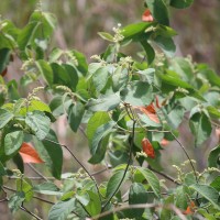 Croton aromaticus L.